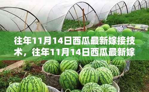 西瓜最新嫁接技术全解析,入门到精通的步骤指南(往年11月14日版)