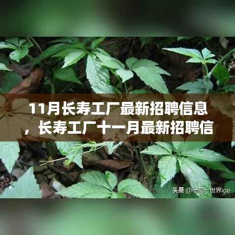11月长寿工厂最新招聘信息详解,如何顺利应聘长寿工厂并提升竞争力?