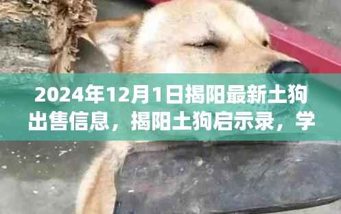 揭阳土狗最新出售信息,学习力量与自信成就之路的启示录