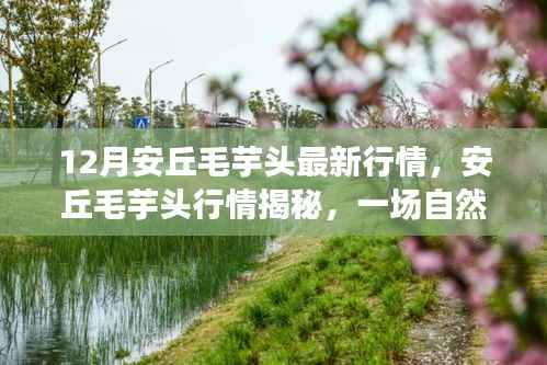 安丘毛芋头最新行情揭秘与冬季自然美景之旅