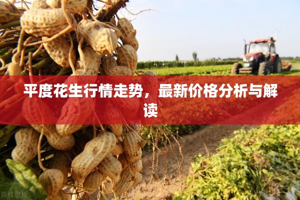 平度花生行情走势,最新价格分析与解读