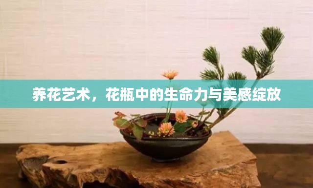 养花艺术,花瓶中的生命力与美感绽放