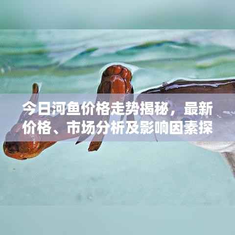 今日河鱼价格走势揭秘，最新价格、市场分析及影响因素探讨